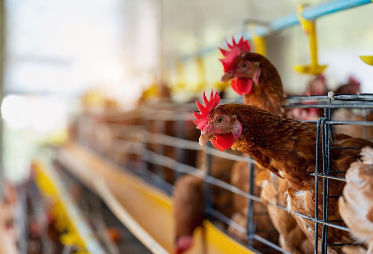 Sostenibilidad, el gran reto de la avicultura